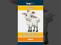 goat - a farm animal with horns an... video thumbnail