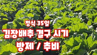 배추 속이 꽉차게 하려면  파종 두달 정식 꼭 해야할 두가지 방제 추비 괴산절임배추 풀뿌리농장 자연특별시괴산…