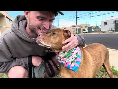 Hera, an adoptable American Staffordshire Terrier Mix in Long Beach, NY_image-1