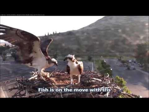 Hellgate Canyon Ospreys ~ Iris & Louis & Fish, Morning of July 5, 2017
