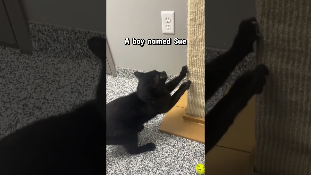 Sue, a Adoptable Domestic Short Hair in Brookfield, WI video 6/6