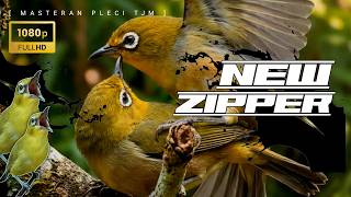 Download lagu 🔴 LIVE Terapi Pleci Tembakan Zipper Terbaru mp3