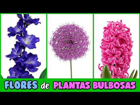 , title : 'PLANTAS BULBOSAS con las FLORES MÁS BELLAS DEL MUNDO'