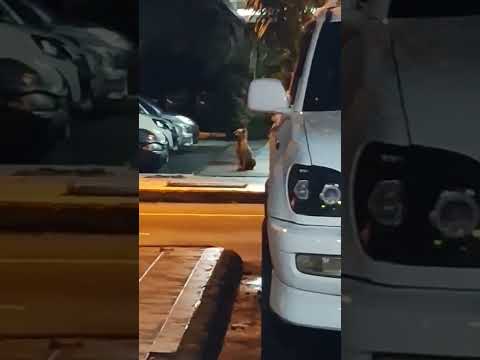 c doggie byk fikir? #dog #shorts