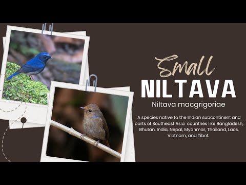 niltava pôvabná (Niltava macgrigoriae) — biotop a pohyb