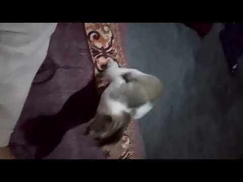 #cute #cat #evangelho #funny #love 