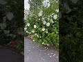 White Chiffon Rose of Sharon