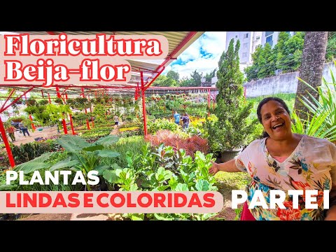 HUMMINGJA-FLOWER FLORIST IN BH: MANY FLOWERS, COLORFUL FOLIAGE AT VARIED PRICES | PERSIAN SHIELD