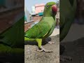 Cute Parrot Sound ️ ️ Parrots Shorts Viral Babyparrot