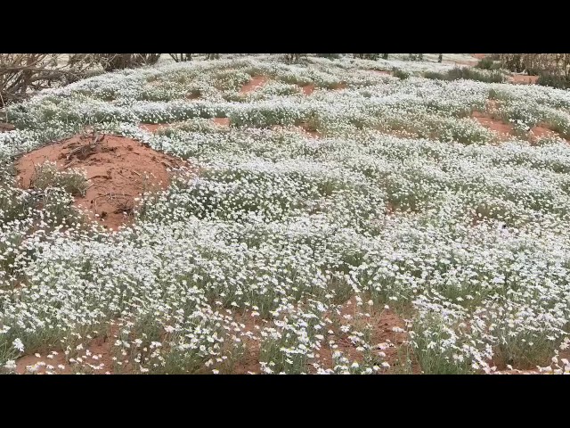 بذور القحويان - الاقحوان البري ( Anthemis deserti...