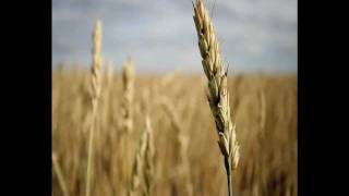 Salinoch- Memorie di una Testa Tagliata (CSI cover)