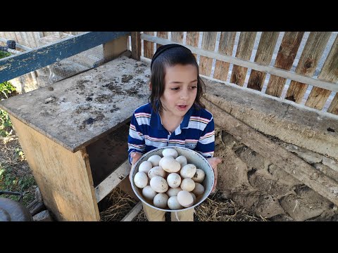 , title : 'מביצה לתרנגולת ב-21 יום 🥚 פרק 1 - איסוף הביצים מהלול'