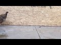 Chicken Running In Slow Motion