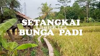 Download lagu ELVY SUKAESIH - SETANGKAI BUNGA PADI ll cover video ll Cover Asli By  Eky Ryanstica mp3