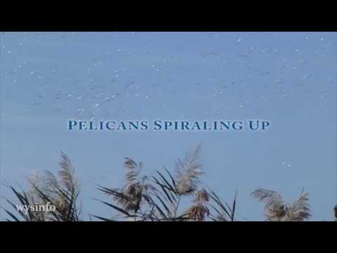 Wysinfo Docuwebs: Pelicans Spiraling Up