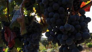 preview picture of video 'Quinta do Gradil'