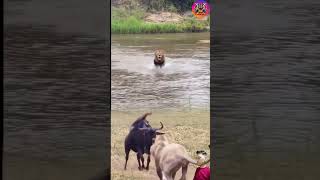 Download lagu DUNIA HEWAN PERTARUNGAN YANG SANGAT SENGIT BANTENG VS SINGA ‼️#animals #shorts mp3