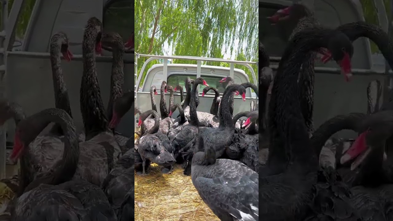 World's Giant Black Swan! 😱#BlackSwan #RareBlackSwan #GiantBird
