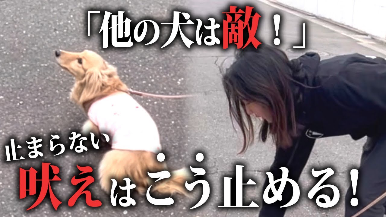 【吠え】止めても止まらないのは指示が“ゴール”になっているから！