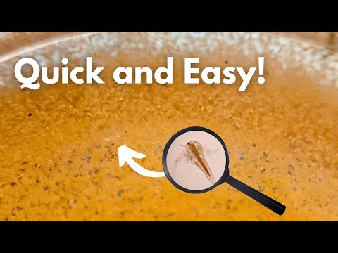 The Ultimate Guide to Hatching Brine Shrimp in 48 Hours