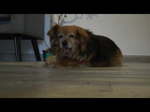 My dog - Lady Loredana