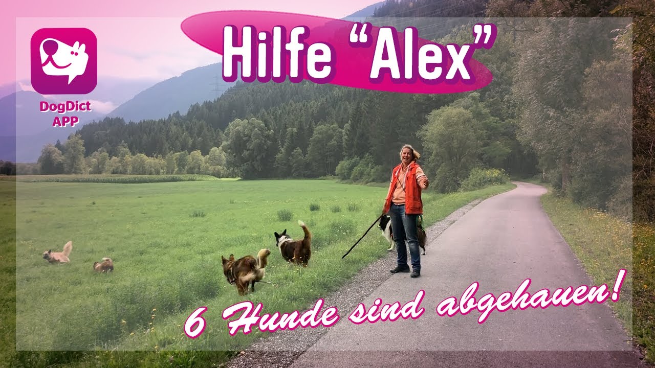 Folge 58: Hilfe Alex 6 Hunde sind abgehauen