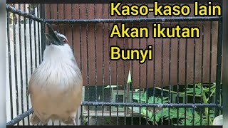 Download lagu KASO-KASO GACOR TAK ADA TANDING mp3