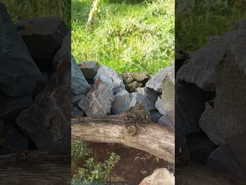 Mauereidechsen ansiedeln: So baust du das perfekte Habitat im Naturgarten