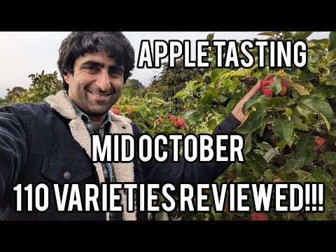Keepers Nursery 110 apple varieties, picked tasted and reviewed mid October 2023.