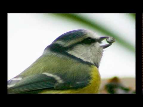 comment nettoyer une mangeoire à oiseaux