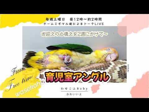 わせこふLIVE#208　育児室アングルから～お迎えまでの準備や心構えを2週にかけて～