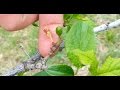 Identifying A Plum Tree