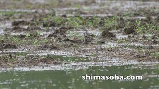 レンカク、アカショウビン(動画あり)