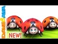 Five Little Ladybugs New Nursery Rhyme From Dave And Ava
