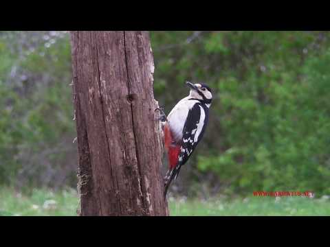 Pico Picapinos ( Dendrocopos major ) Great Spotted Wood