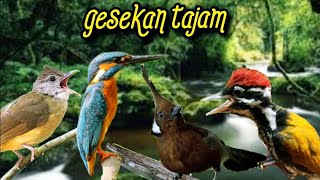 Download lagu GESEKAN TAJAM CUCAK JENGGOT TENGKEK UDANG CILILIN PELATUK BAWANG   terapi udara (KOMPLIKASI18) mp3