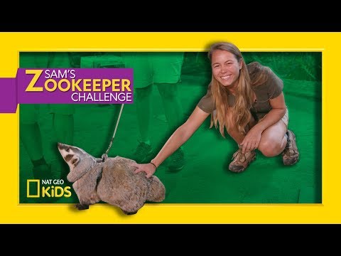 Badger in Training | Sam's Zookeeper Challenge
