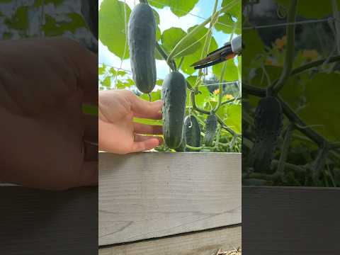 The EASIEST Way to Grow Cucumbers