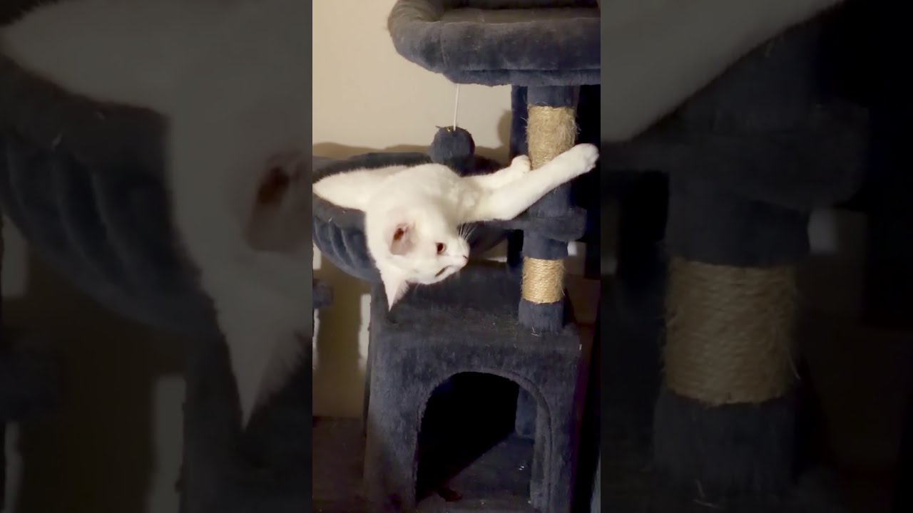 Enlarge Mercutio, a Adoptable Domestic Short Hair in Tillamook, OR video 6/6