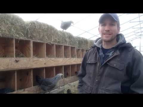 What size should chicken nest boxes be?