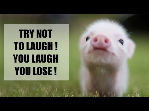 La vidéo des cochons est une compilation de vidéos de cochons drôles 2018.