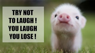 La vidéo des cochons est une compilation de vidéos de cochons drôles 2018.