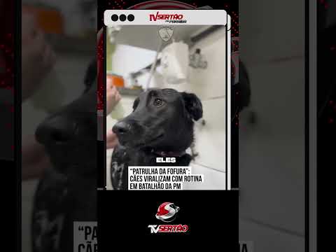 PATRULHA DA FOFURA: Conheça os cães que 