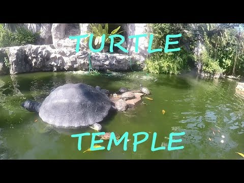 17- 🐢Turtle Temple BANGKOK Thaïland