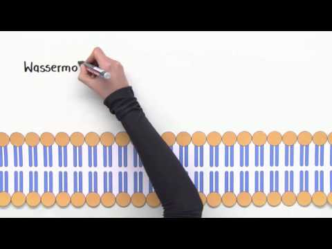 Stofftransport an der Biomembran - Endocytose, Exocytose, Membranfluss | Biologie