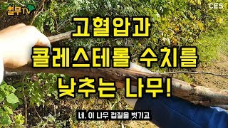 고혈압과 콜레스테롤 수치를 낮추는 놀라운 나무!