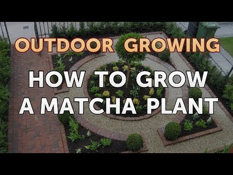 Will Salt or Vinegar Kill Bamboo