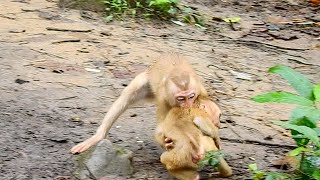 OMG! Poor Monkey Abby Much Hurt Screaming Due To Millie, This Is New Lesson For Abandoned Abby.