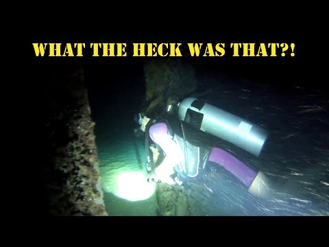 Night Diving off the coast of Puerto Rico