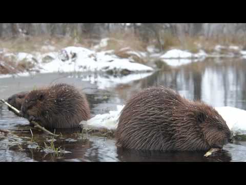 Majavat talvisella purolla